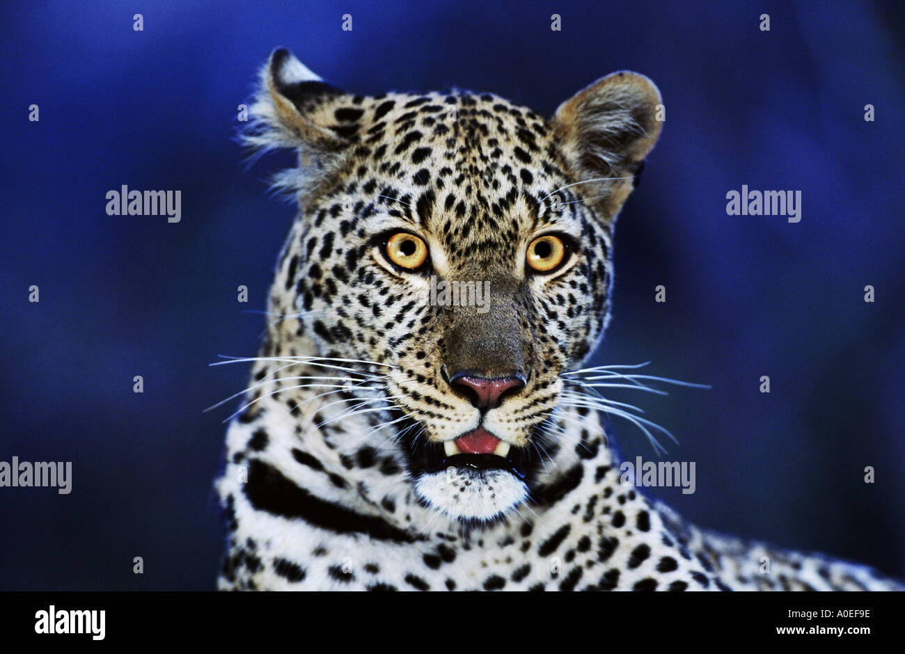 Leopard su segnalazione di notte Masai Mara Kenya Foto Stock