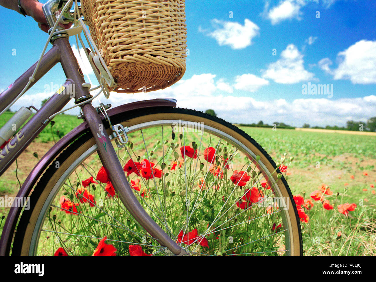 Bicicletta con papaveri REGNO UNITO Foto Stock