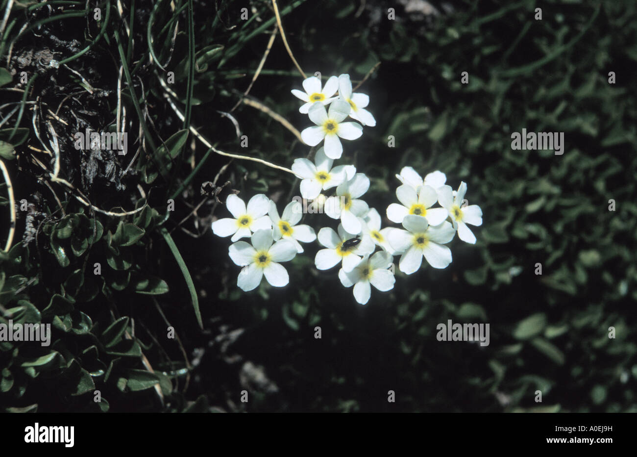 Fiori di roccia bianca gelsomino Androsace Alpi della Svizzera Foto Stock