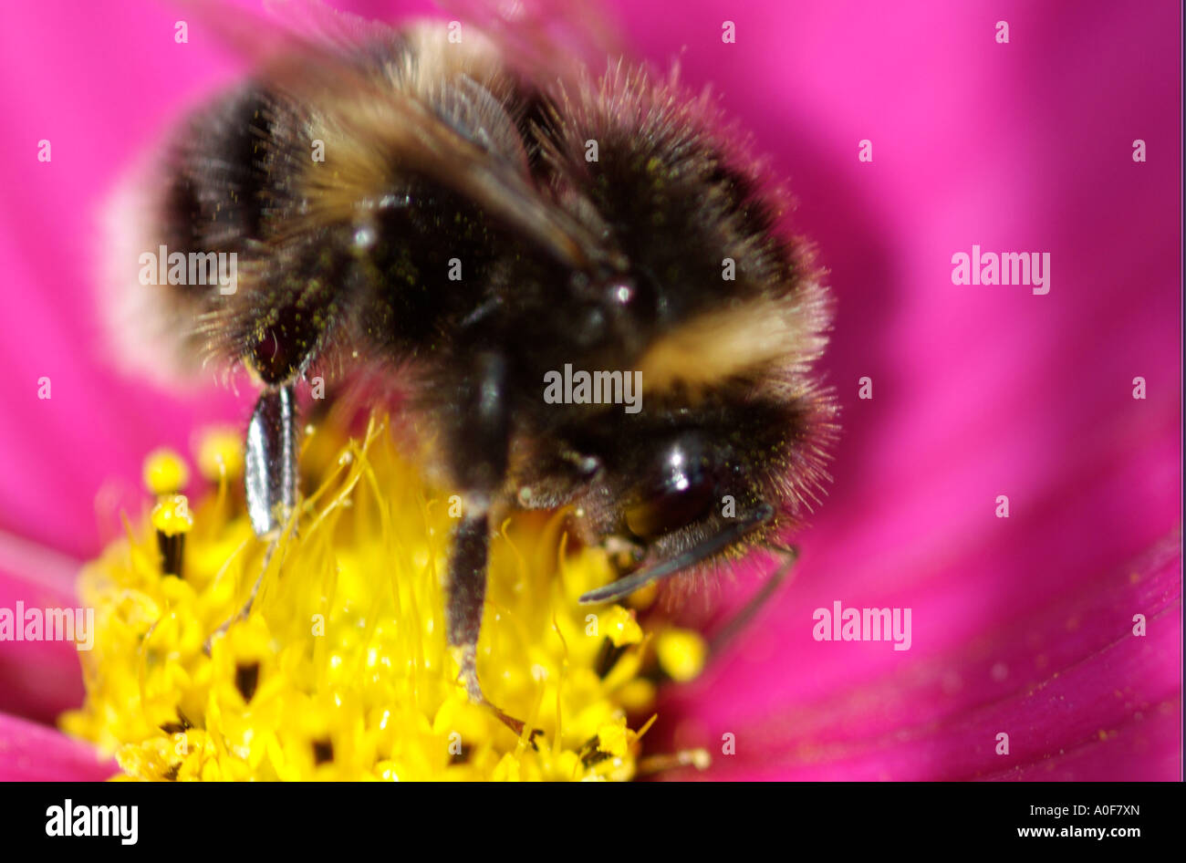 Cosmo, originaria del nord america è annuale attraente giardino fiore per le api. Primo piano della stigmatizzazione e polline.Bee di alimentazione. Foto Stock