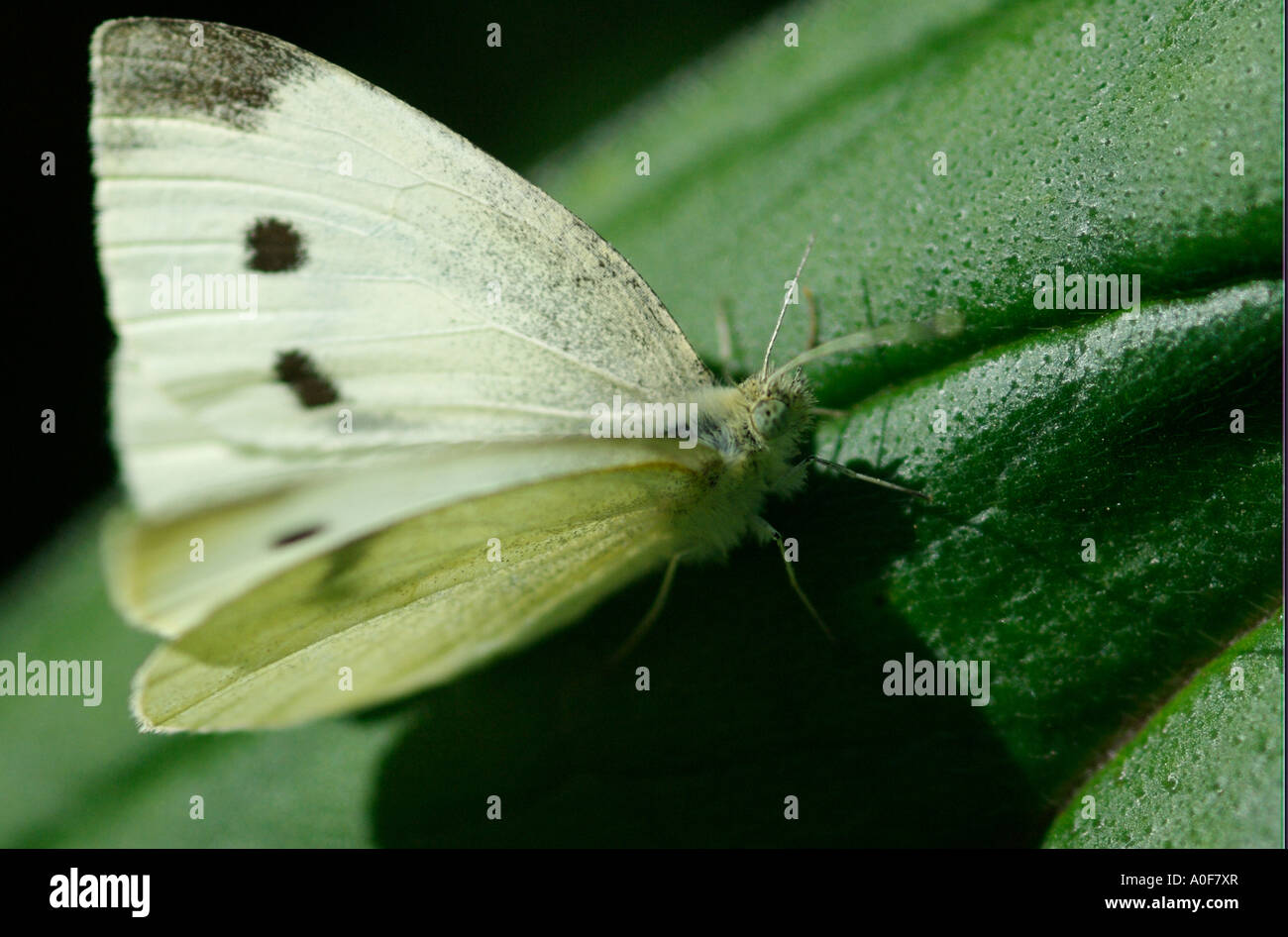 Piccolo cavolo bianco butterfly, Artogeia rapae, comune di insetti britannici in appoggio sulla foglia di cavolo Foto Stock