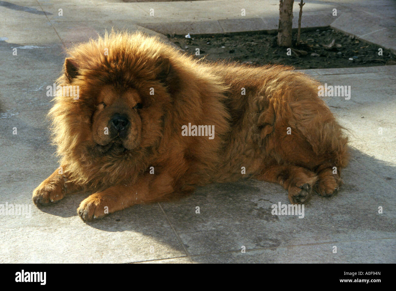 Enorme lion-come cane con zenzero fur retroilluminato in strada di Istanbul in Turchia Foto Stock