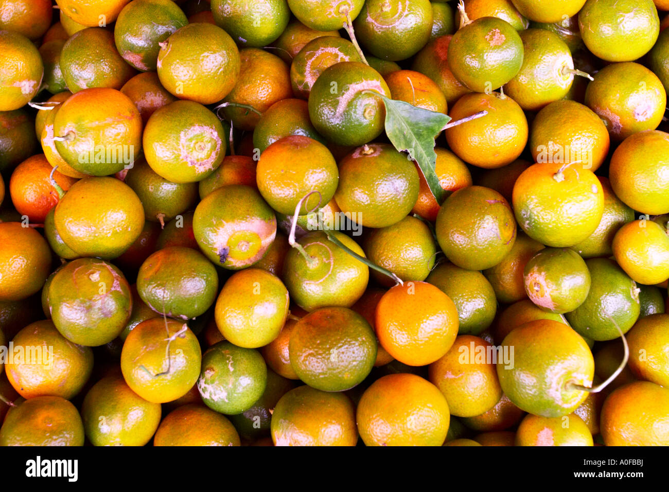 Arance (Citrus) per la vendita al mercato Tomohon, Sulawesi (Celebes), Indonesia, Asia Foto Stock