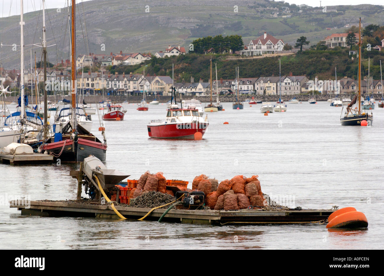 Vista sul porto di Marina con i pescatori locali e le imbarcazioni da diporto imbarcazioni a Conwy Gwynedd North Wales UK Foto Stock