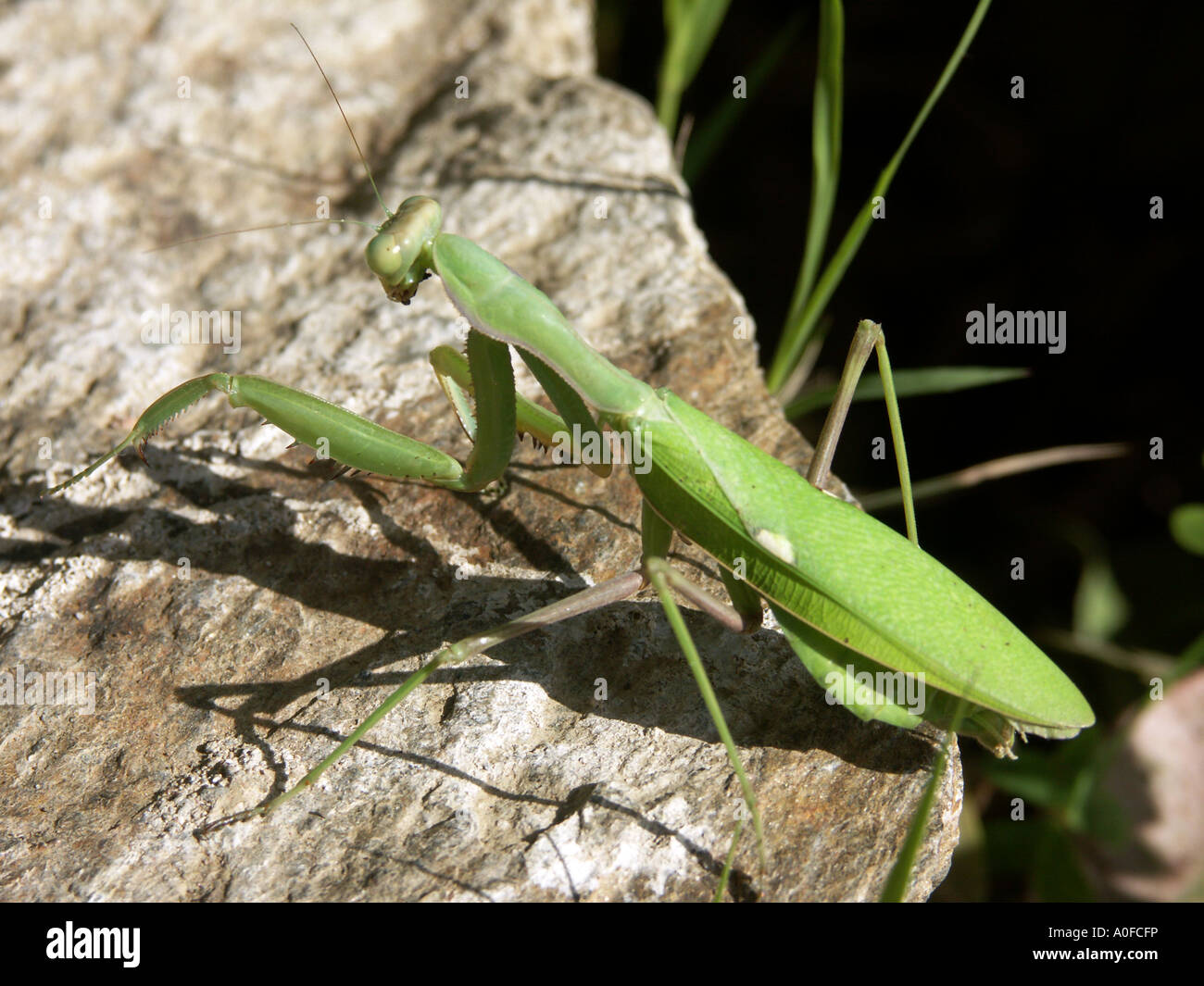 Mantide Religiosa (Sphodromantis viridis) Spagna su roccia Mantide Religiosa Sphodromantis viridis mantid selvaggio animale invertebrato Foto Stock