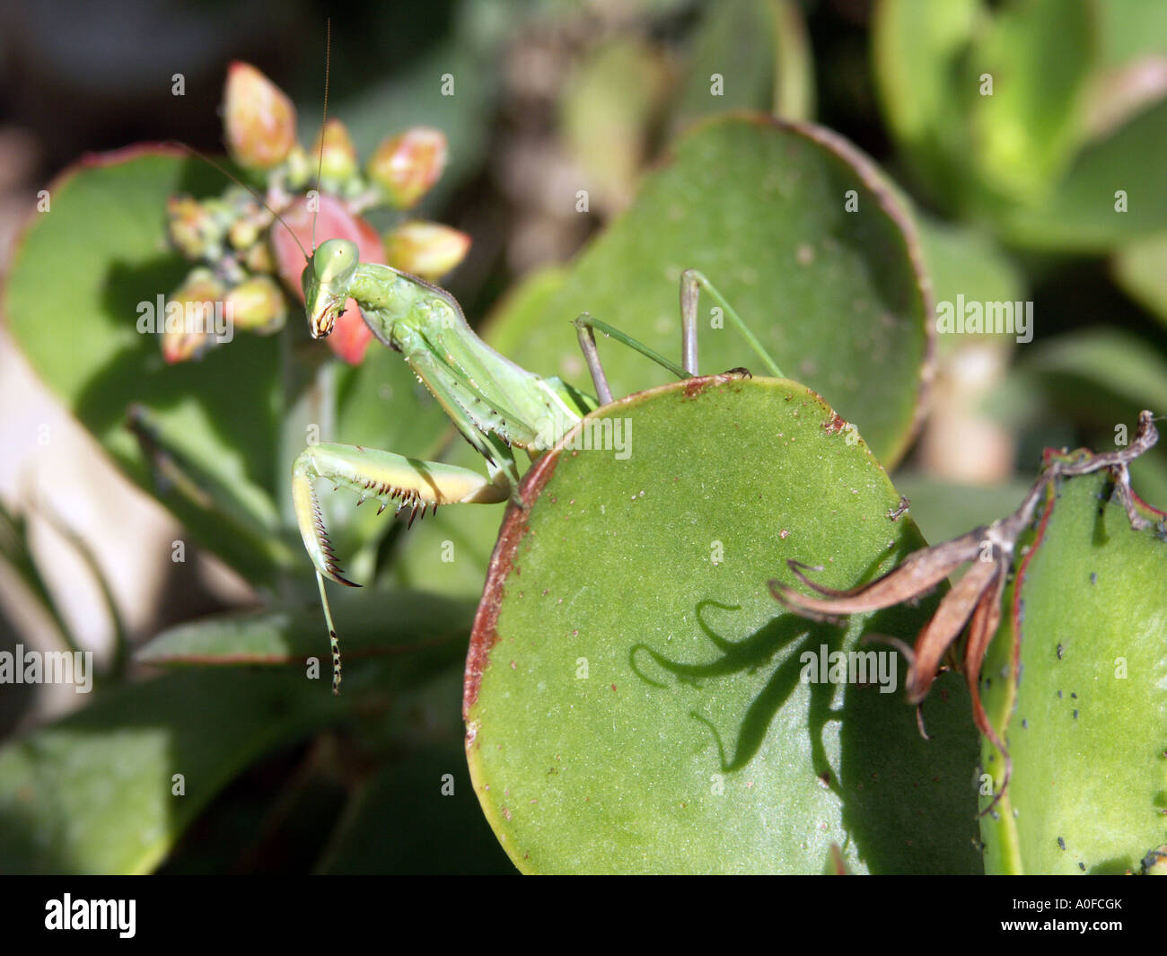 Mantide Religiosa (Sphodromantis viridis) Spagna Sphodromantis viridis mantid selvaggio animale invertebrato wildlife green bug Novembre Foto Stock