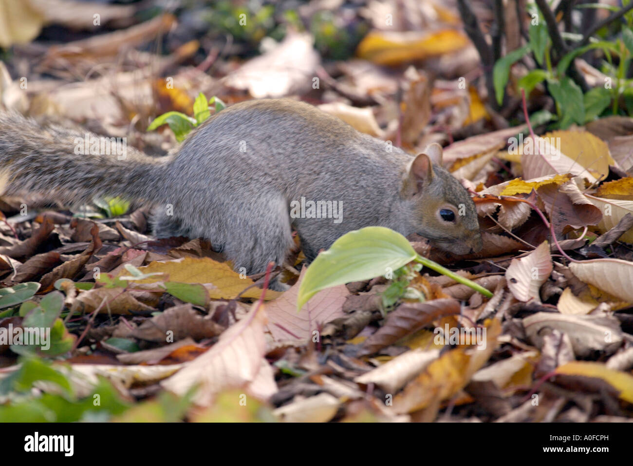 Scoiattolo grigio (Sciurus carolinensis) nel novembre Middlesex Inghilterra scoiattolo grigio Sciurus carolinensis vita selvaggia animale mammifero regno unito Foto Stock