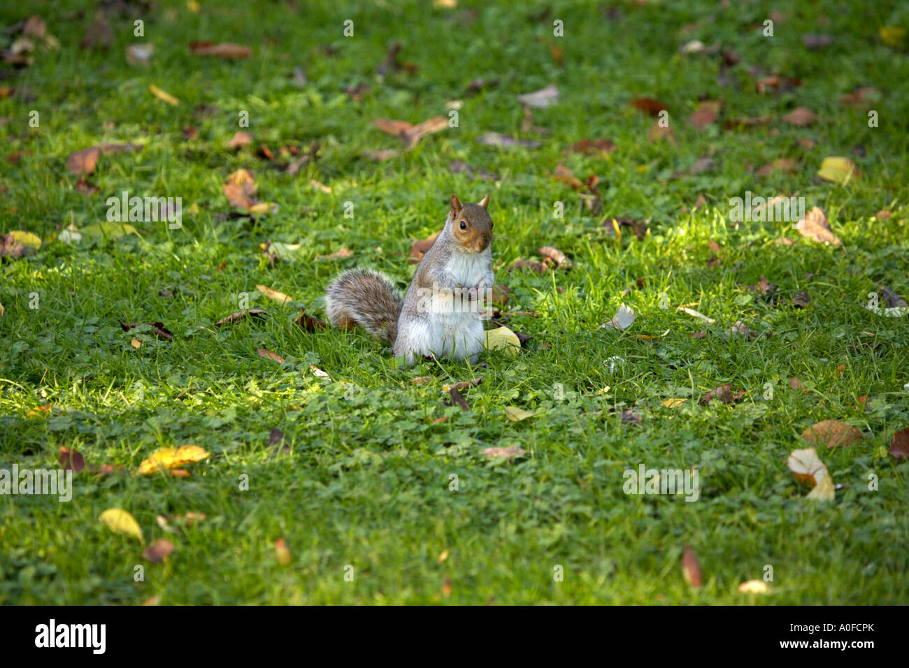 Scoiattolo grigio (Sciurus carolinensis) nel novembre Middlesex Inghilterra scoiattolo grigio Sciurus carolinensis vita selvaggia animale mammifero regno unito Foto Stock