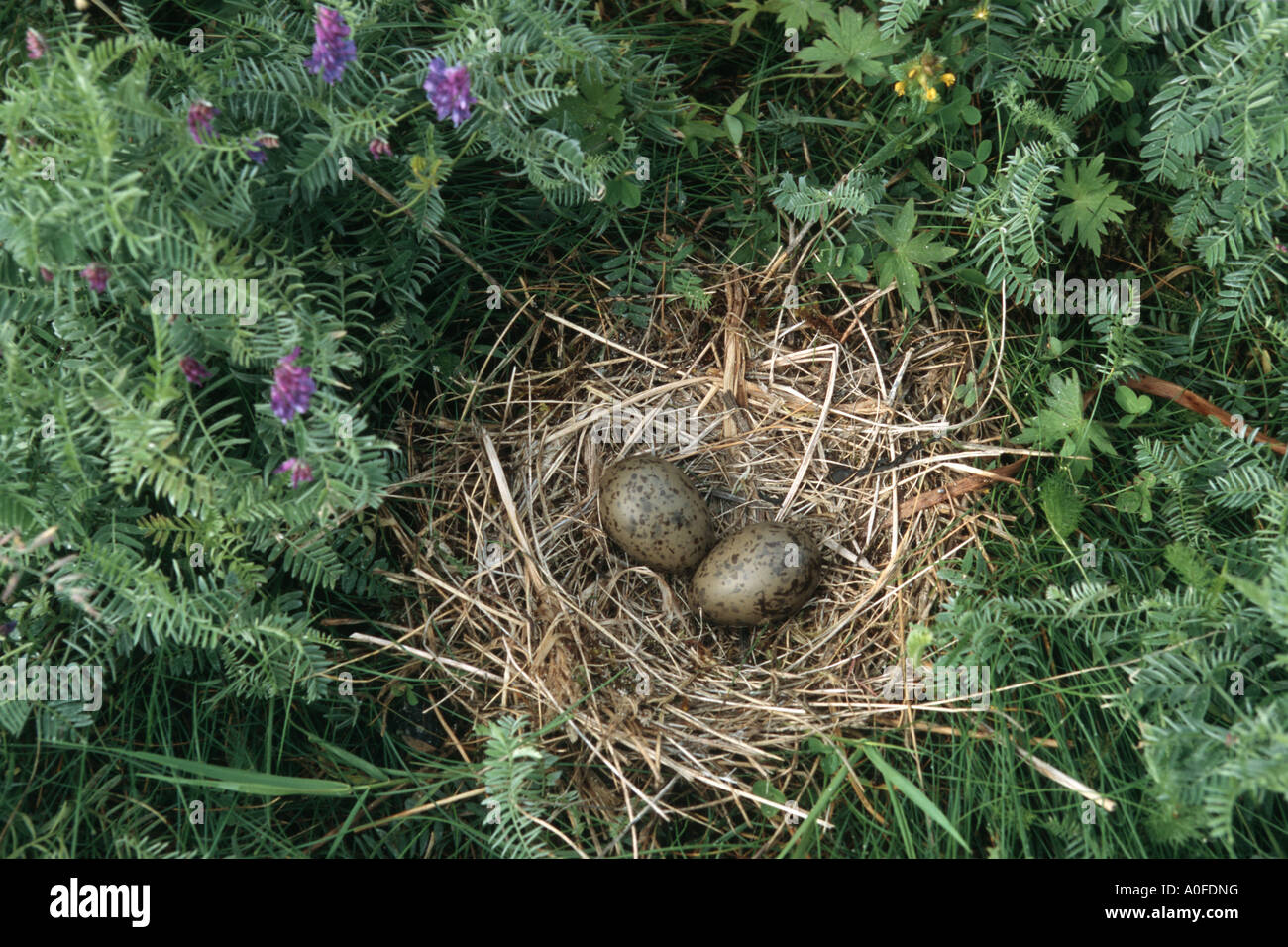 Mew gull (Larus canus), Bird Nest con uova Foto Stock