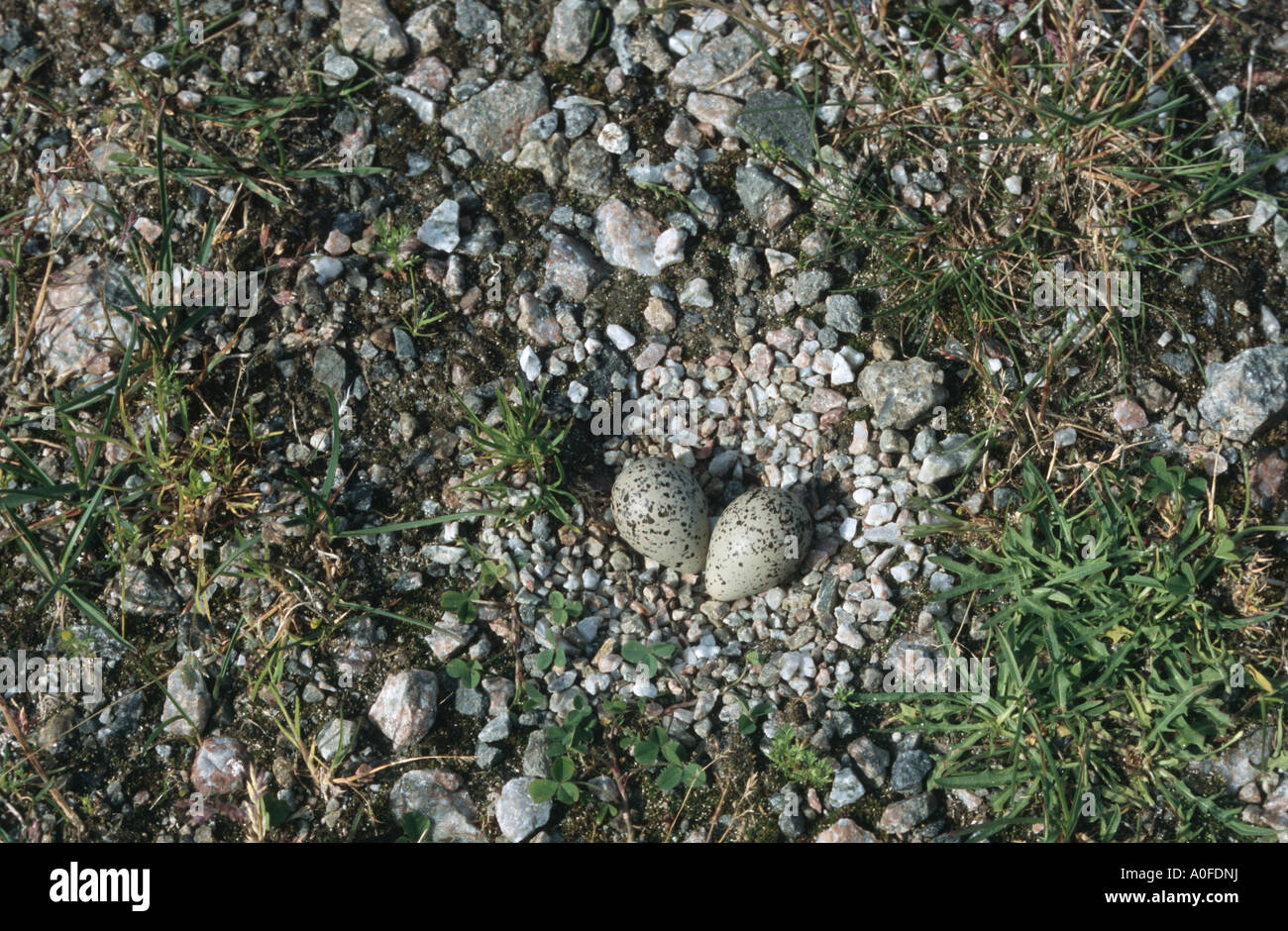 Plover inanellato (Charadrius hiaticula), Bird Nest con uova Foto Stock