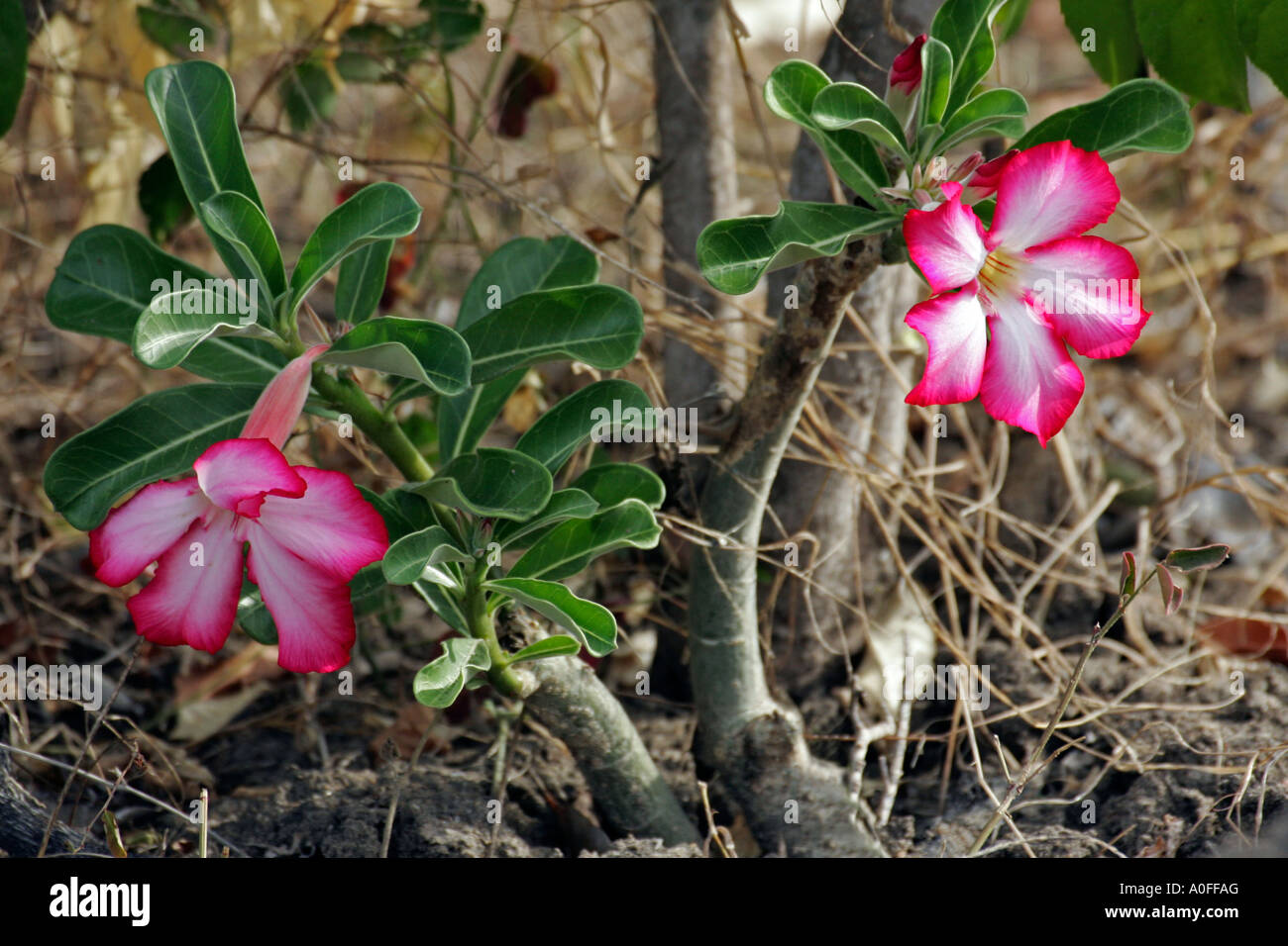 Un fiore Adenium, Desert Rose, Riserva Selous, Sito del Patrimonio Mondiale, Tanzania Foto Stock