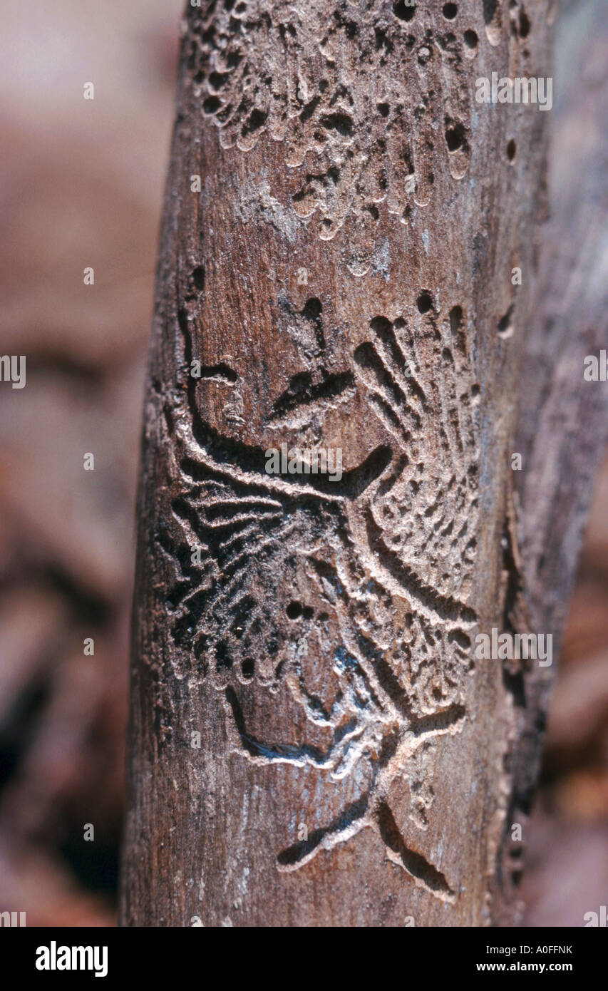 Sonda campionatrice oliva (Hylesinus oleiperda), gallerie Foto Stock