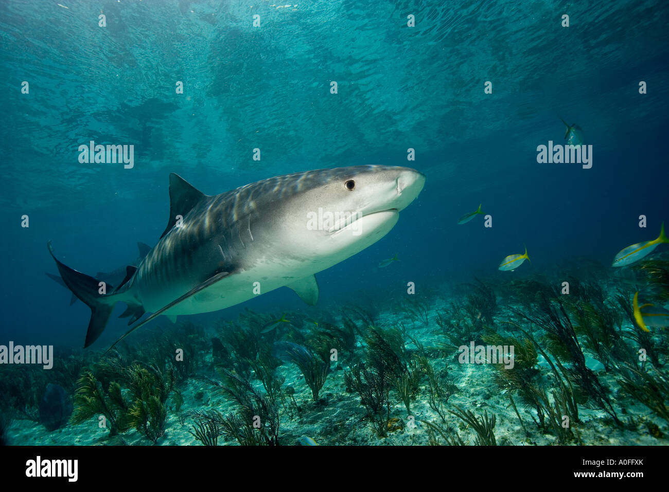 Un feroce cercando squalo tigre Galeocerdo cuvier un membro del Requiem SHARK FAMIGLIA BAHAMAS Foto Stock