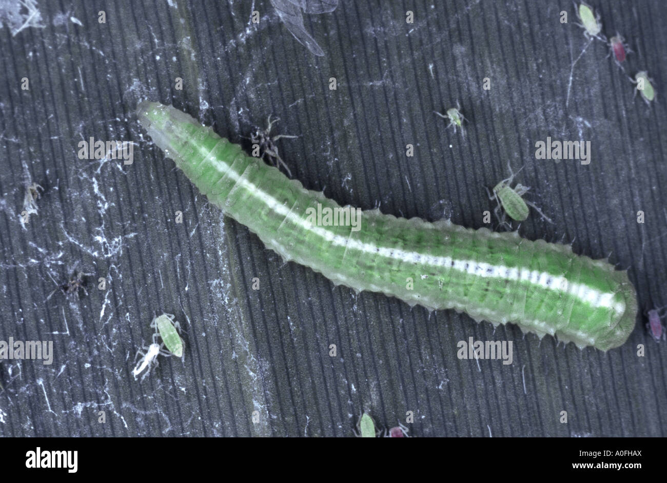 Afide del cavolo hover fly (Scaeva pyrastri), larva greenflies alimentazione Foto Stock