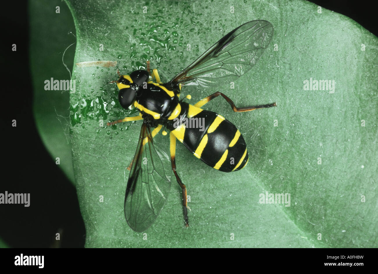 Hoverfly, hover fly, syrphid fly, fiore fly (Xanthogramma pedissequum), seduta Foto Stock