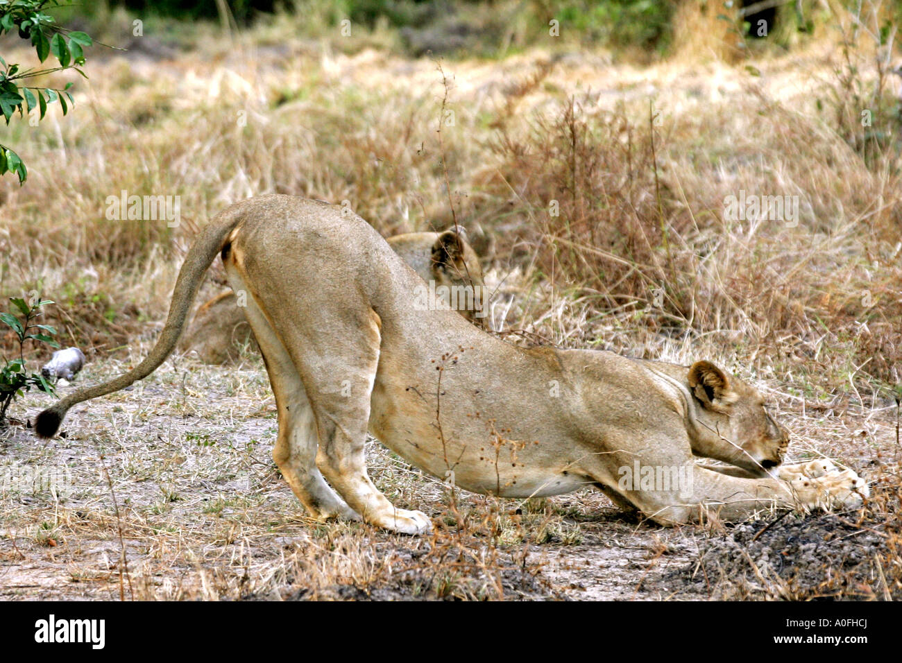 Riserva Selous Sito Patrimonio Mondiale Tanzania leonessa stretching Foto Stock