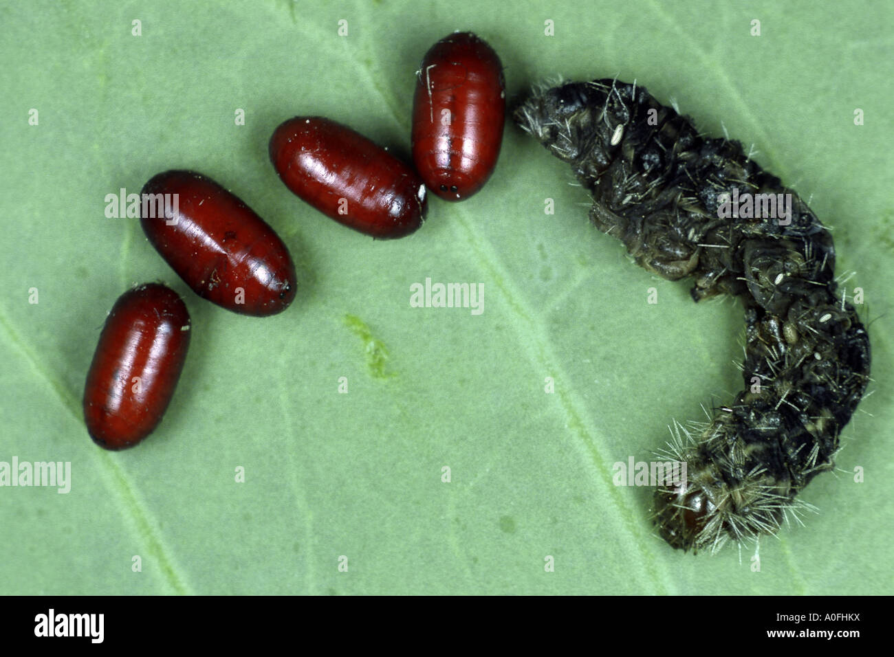 Tachinids, mosche parassite (Tachinidae), pupe accanto parasited caterpillar Foto Stock