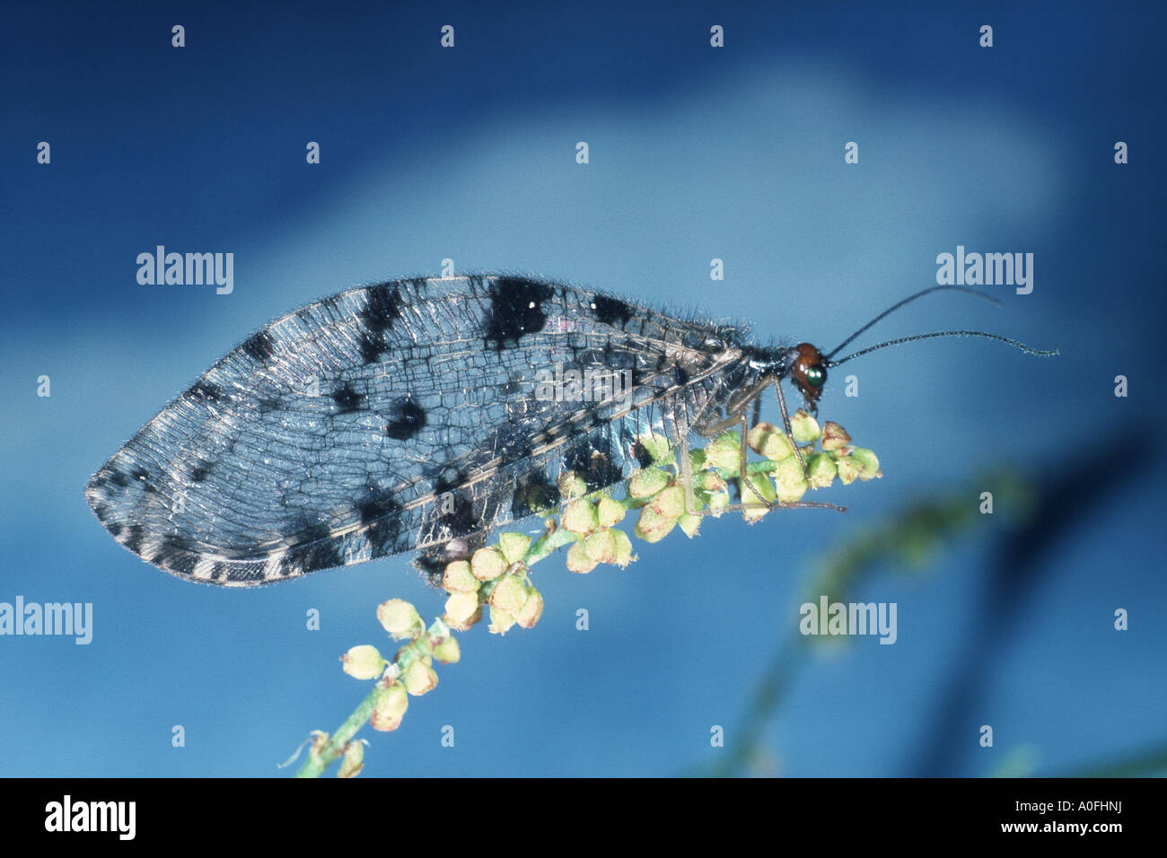 Lacewing stream (Osmylus fulvicephalus), seduta Foto Stock