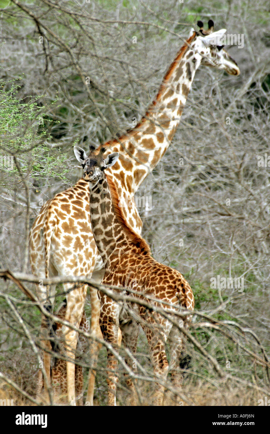 Riserva Selous Sito Patrimonio Mondiale Tanzania giraffa femmina + bambino Foto Stock