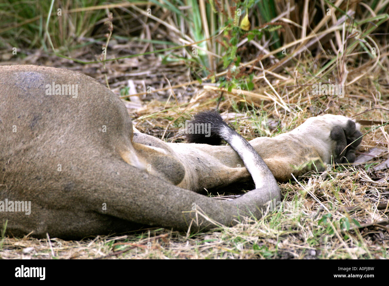 Riserva Selous Sito Patrimonio Mondiale Tanzania coda lion africa safari Foto Stock