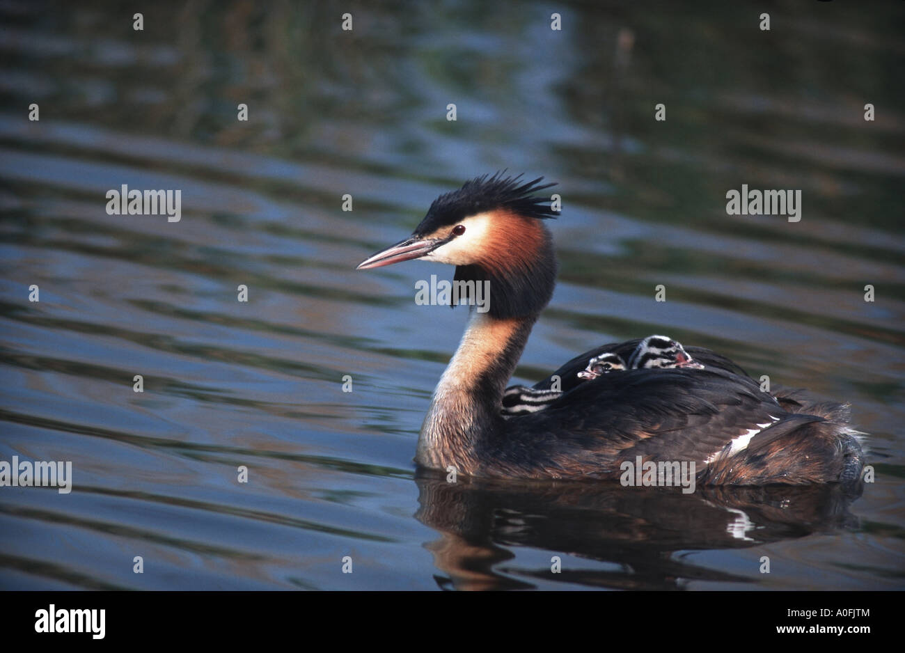 Svasso maggiore (Podiceps cristatus), portando i giovani, Paesi Bassi Foto Stock