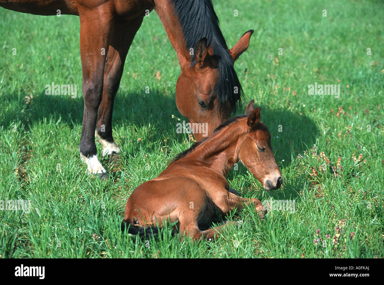 Cavalli domestici (Equus przewalskii f. caballus), puledro Foto Stock