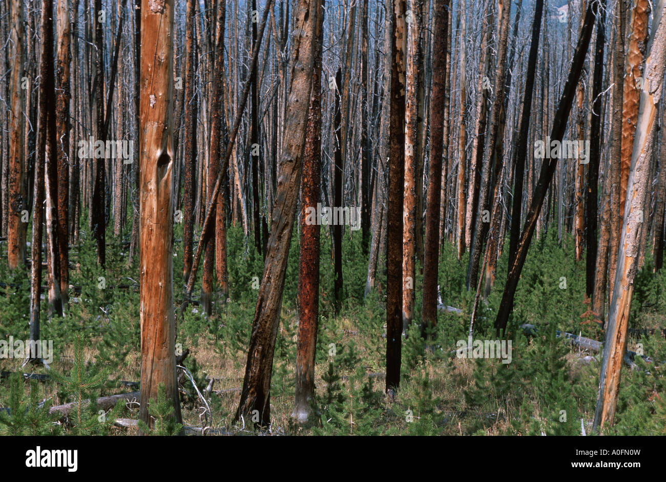 Alberi dopo gli incendi forestali, STATI UNITI D'AMERICA, Wyoming Yellowstone NP Foto Stock