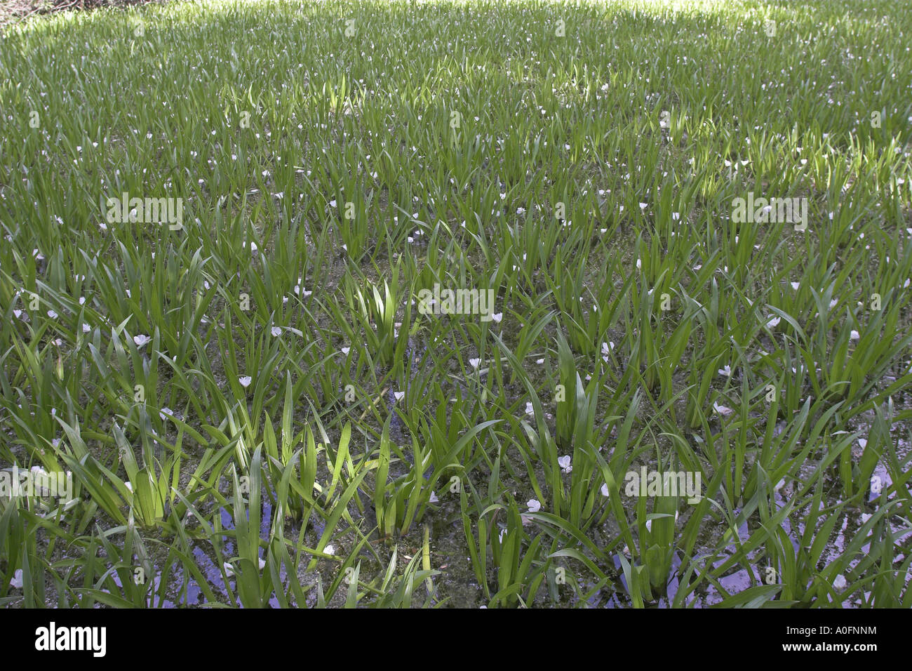 Il granchio-artiglio, acqua-soldato (Stratiotes aloides), bluehend Foto Stock