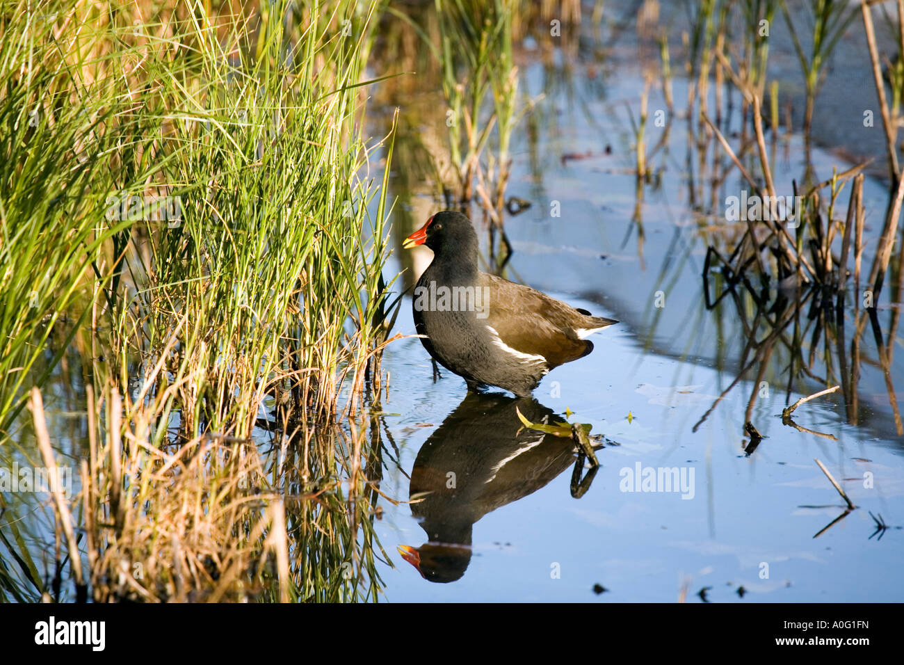 Moorhen ( Gallinula chloropus ) Foto Stock