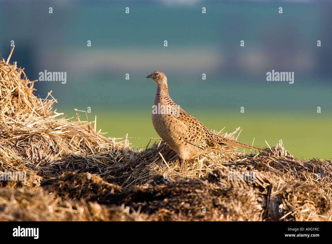 Pheasant Phasianus colchicus permanente sulla muck mucchio cercando alert ashwell hertfordshire Foto Stock