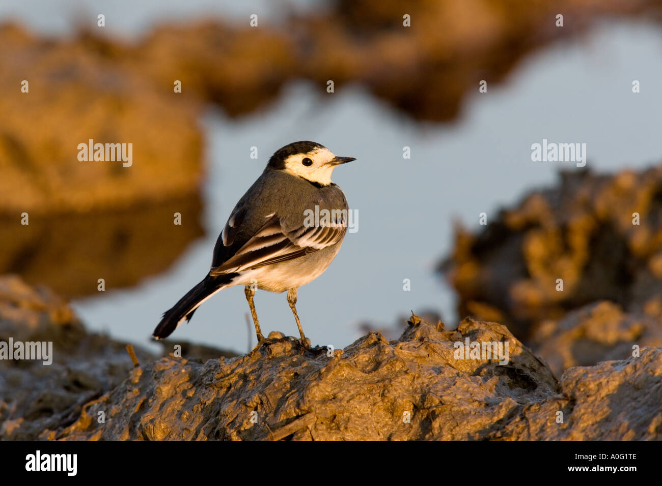 Pied wagtail Motacilla alba nella luce della sera alimentazione da pozza ashwell hertfordshire Foto Stock