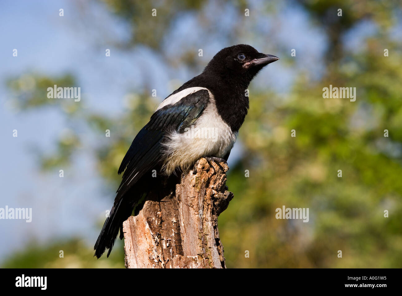 Gazza Pica pica giovane uccello sul ceppo di albero potton bedefordshire Foto Stock
