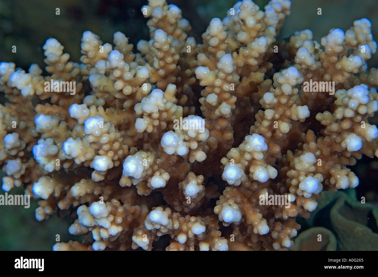Close up di coralli duri nella parte meridionale del Mar Rosso, Egitto Foto Stock