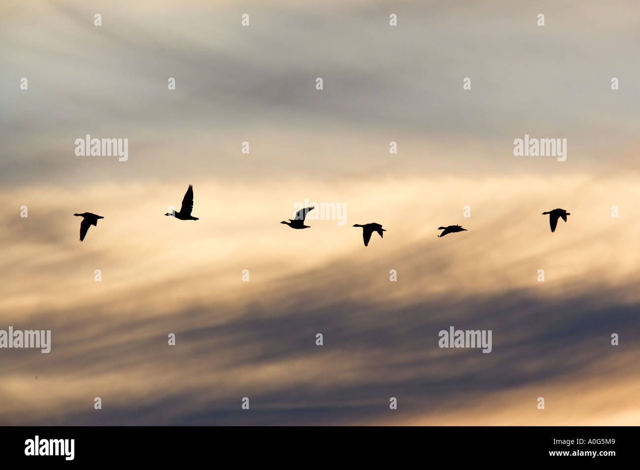 Con facciata bianca oche Anser albifrons stagliano contro il cielo di sera con una bella whispy nuvole Lady Ann s drive Holkham Norfolk Foto Stock