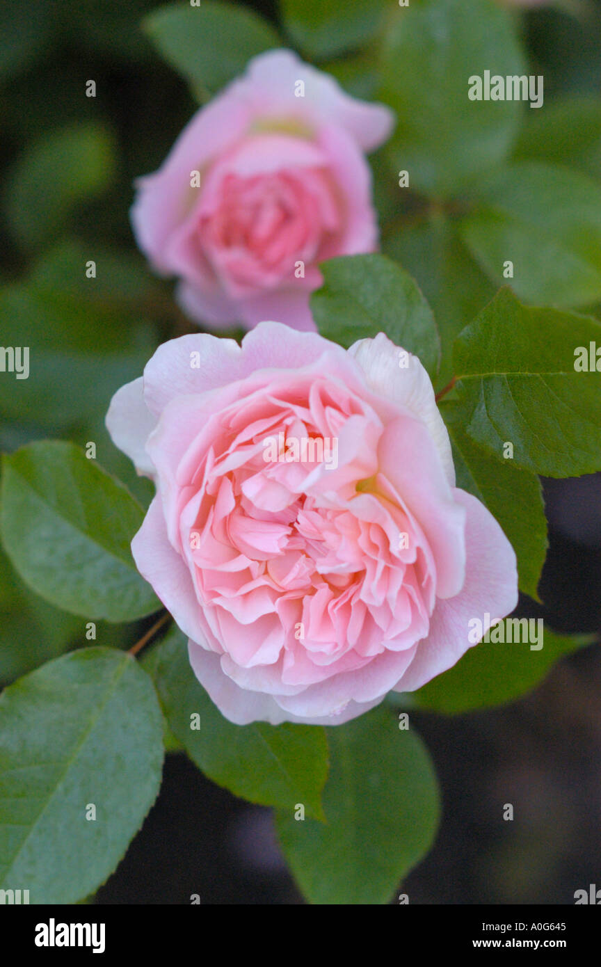 Due soft rosa Rose Inglesi Foto Stock