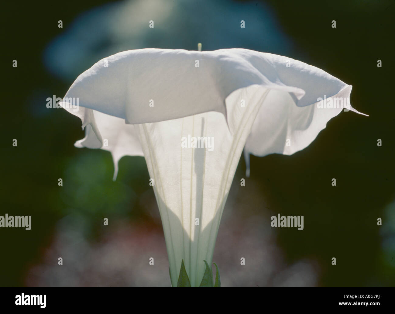 Datura innoxia,, Angelo o diavolo la tromba o Thorn Apple fiore Foto Stock