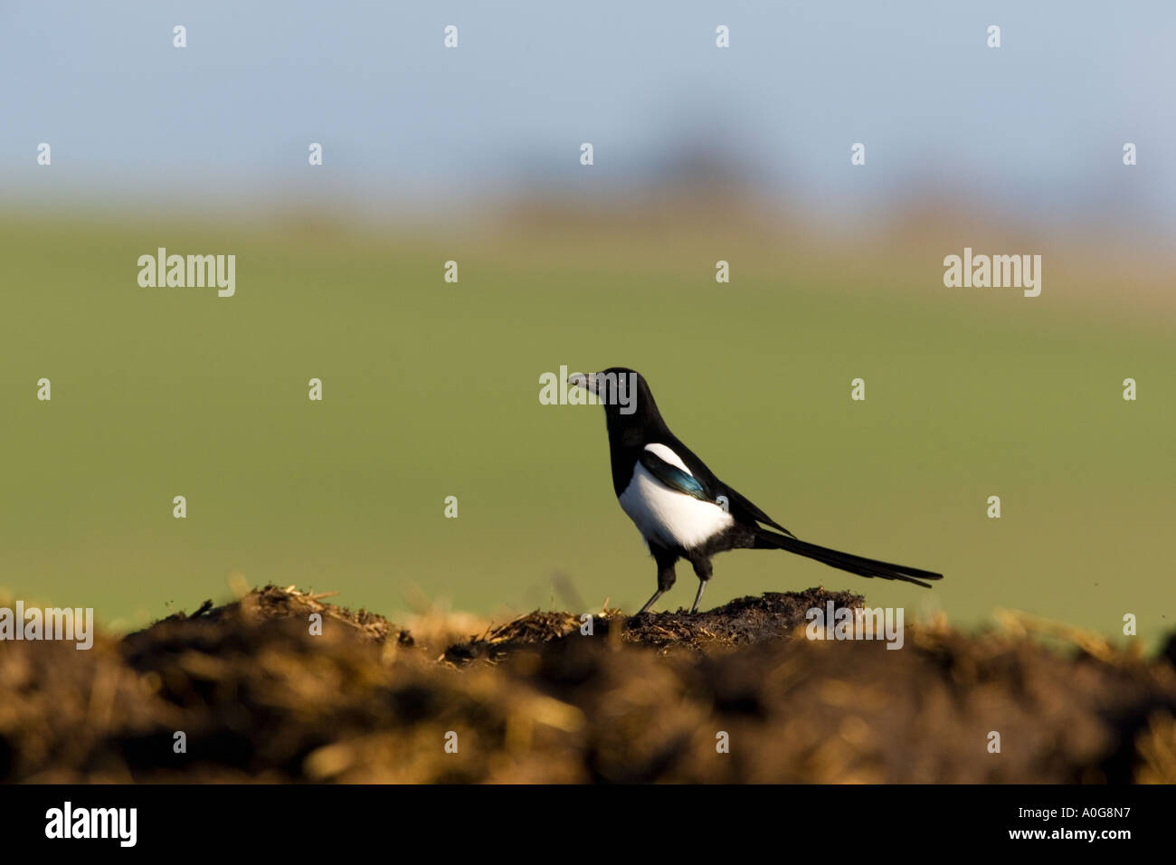 Gazza Pica pica su muck mucchio cercando alert ashwell hertfordshire Foto Stock