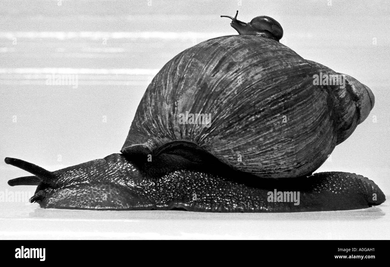 T-a-x-io! Foto di Arthur arthursteel in acciaio Foto Stock