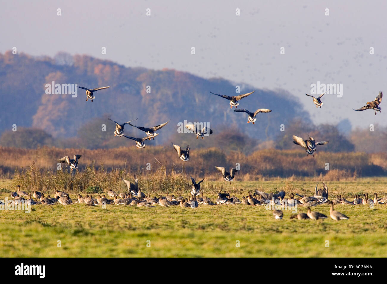 Con facciata bianca goose Anser albifrons sbarco in prato Holkham Norfolk Foto Stock