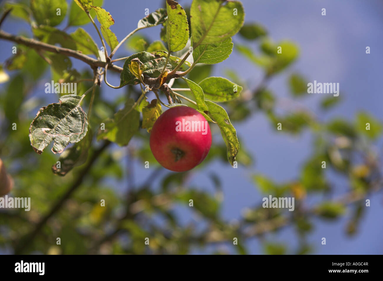Il ramo ramoscello foglie fogliame un unico modello Crab Apple Veitch's Scarlet Malus Foto Stock