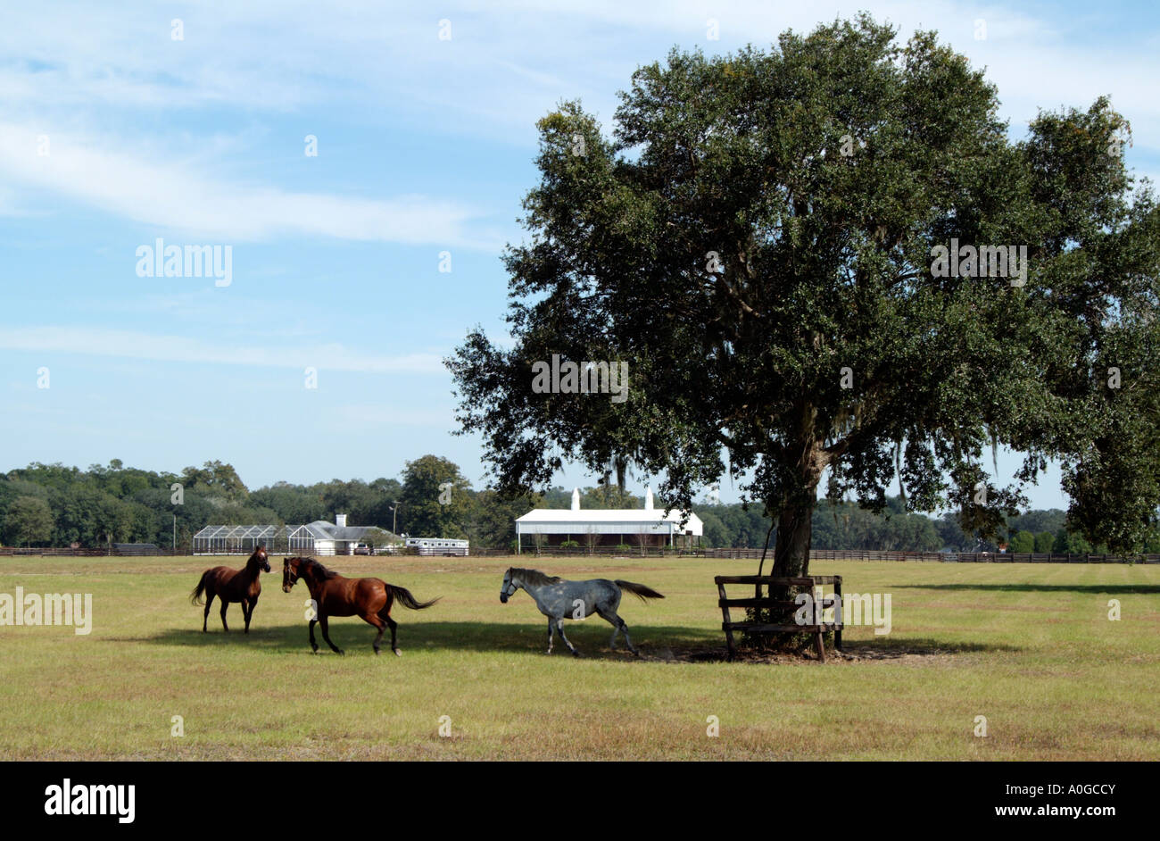 Horse Farm Ocala Marion County Florida USA Foto Stock