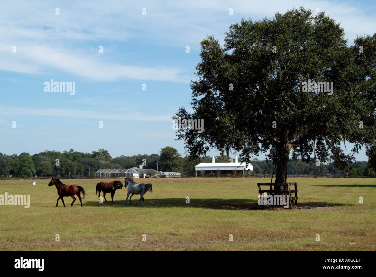 Horse Farm Ocala Marion County Florida USA Foto Stock
