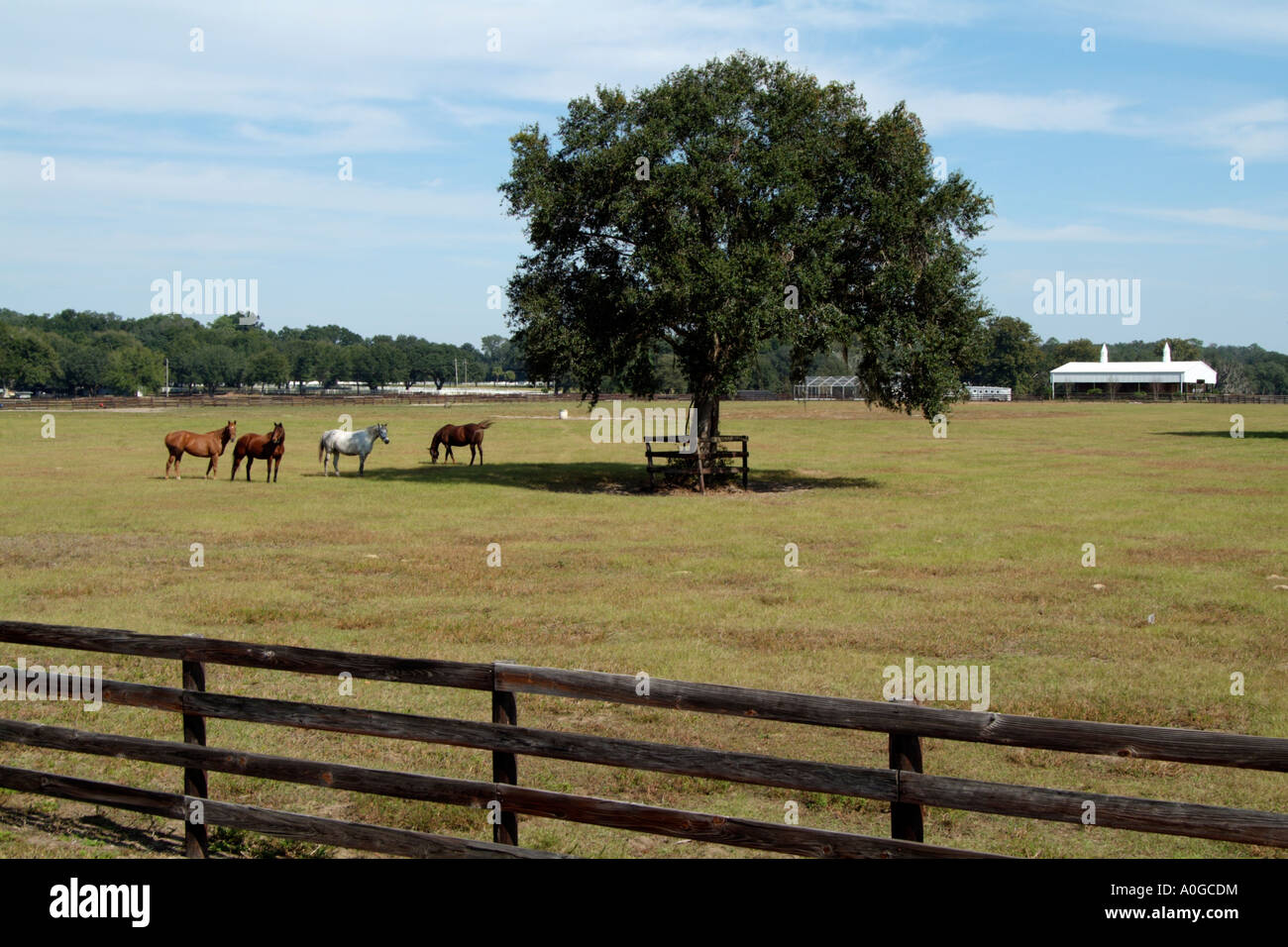 Horse Farm Ocala Marion County Florida USA Foto Stock