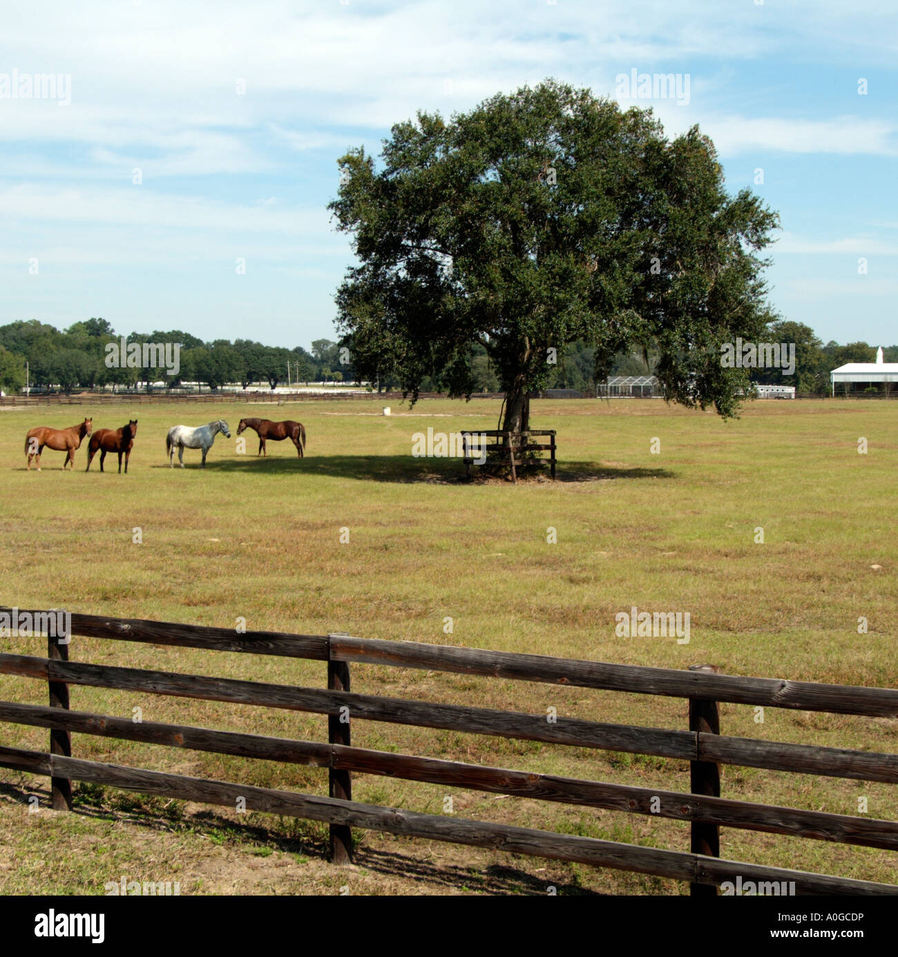 Horse Farm Ocala Marion County Florida USA Foto Stock