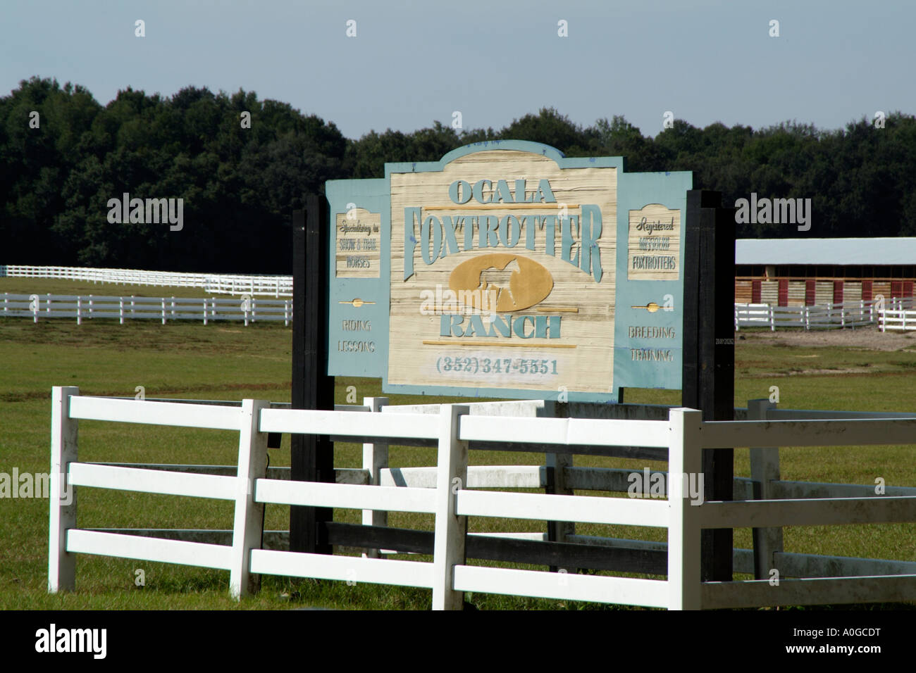 Horse Farm Ocala Marion County Florida USA La Ocala Foxtrotter ranch Foto Stock
