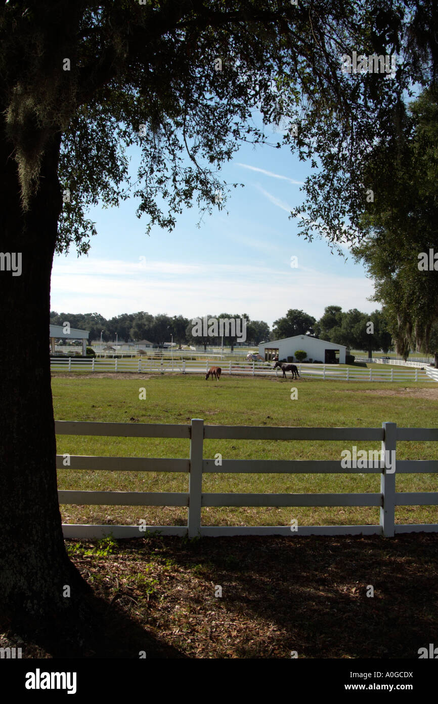 Horse Farm Ocala Marion County Florida USA Foto Stock