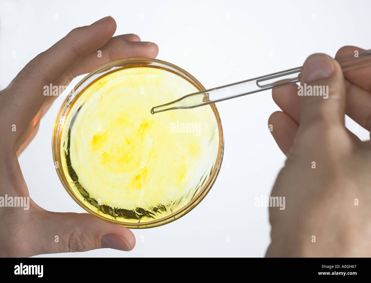 Mani con piastra di petri e contagocce Foto Stock