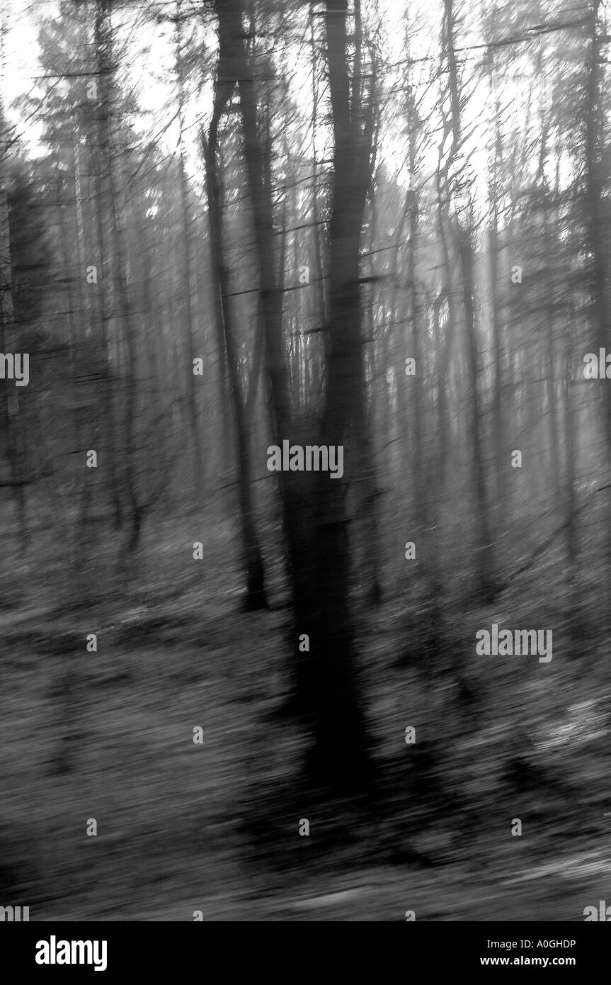 In rapido movimento di immagine della foresta al di fuori di Auschwitz - Birkenau, campo di concentramento nei pressi di Cracovia in Polonia. Foto Stock