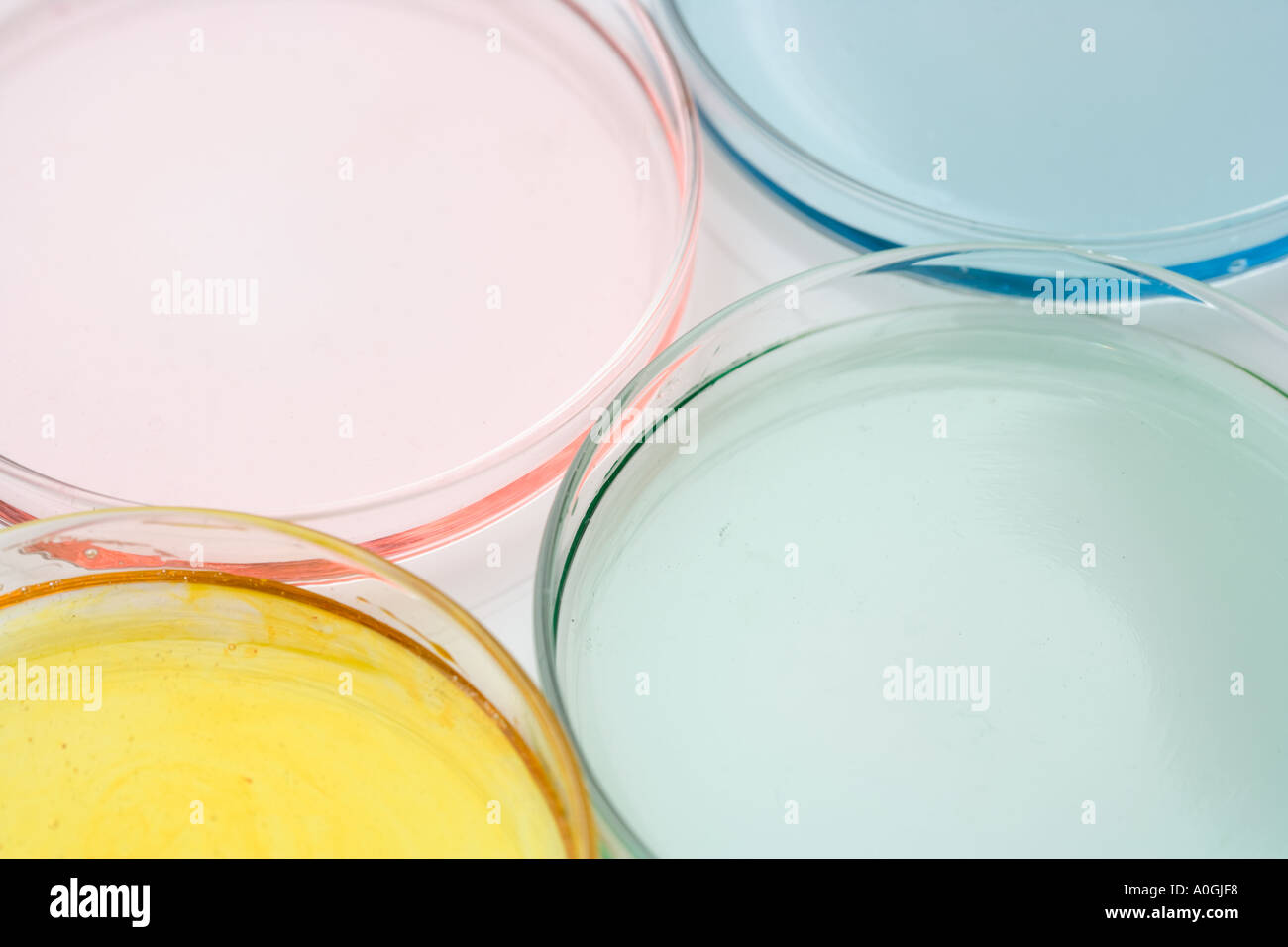 Primo piano delle capsule di petri con liquido Foto Stock