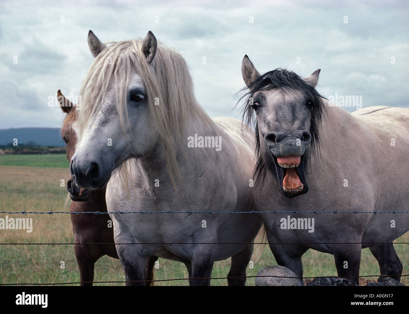 I cavalli di ridere NEIGHING Foto Stock